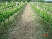 Aspect of vineyards