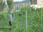 inspection of vines